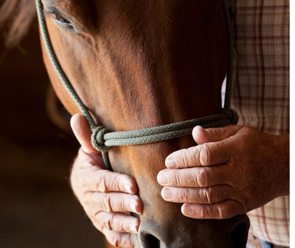 Equine Therapy
