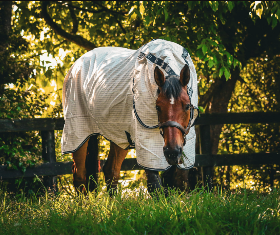 Rambo Gift Bundle (Pony)